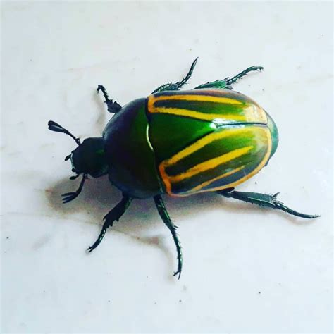 besouro verde